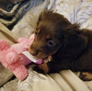 Hershey, an adorable brown and tan, long-haired dachshund puppy with her pink plush dog toy and gray and light blue background. At 2 months of age